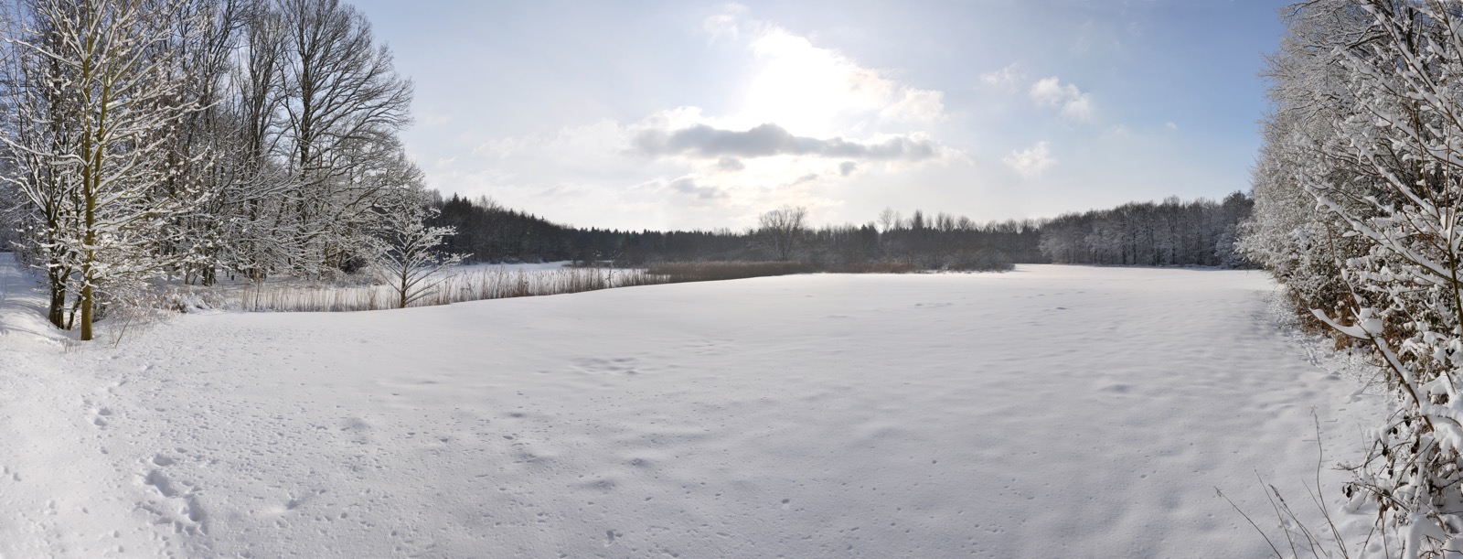 Panorama Winterwald.jpg