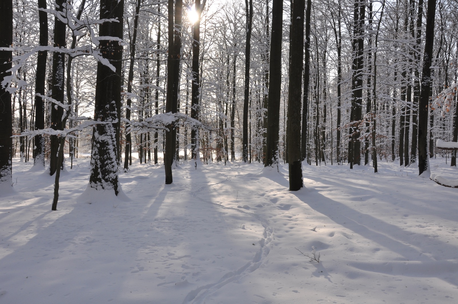 Winterwald_20100130_13-46-55_DSC_1645.jpg