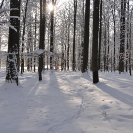 Winterwald_20100130_13-46-55_DSC_1645.jpg
