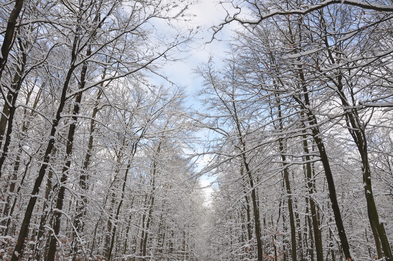 Winterwald_20100130_14-00-30_DSC_1647.jpg