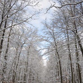 Winterwald_20100130_14-00-30_DSC_1647.jpg