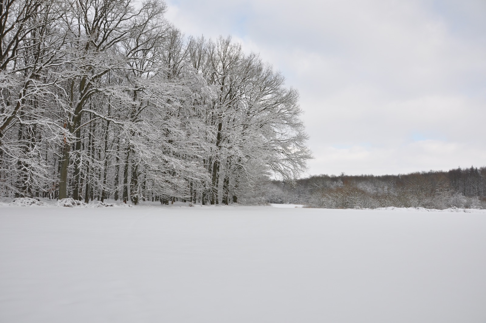 Winterwald_20100130_14-09-40_DSC_1658.jpg