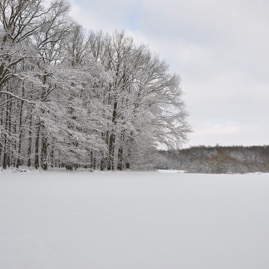 Winterwald_20100130_14-09-40_DSC_1658.jpg