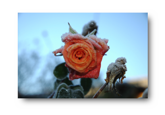 EisblumenRS